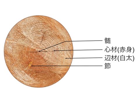 木材の基礎知識〜各部名称と木目〜 Diy Factory