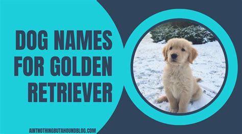 170+ Top Golden Retriever Names