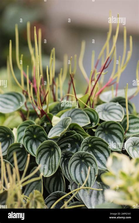 Watermelon Peperomia Peperomia Argyreia Stock Photo Alamy