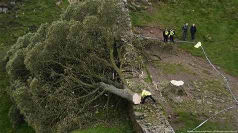 UK Hadrian S Wall Sycamore Gap Tree Deliberately Felled DW 09 28