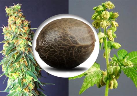 Diferenciar Entre Semillas De Marihuana Hembra Y Macho Cannaland M Xico