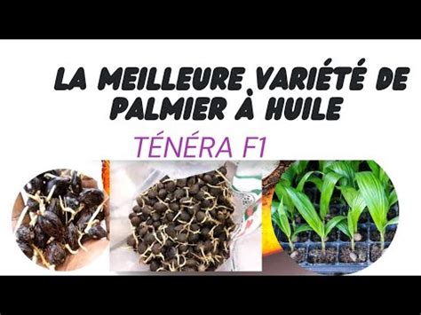 La Meilleure Vari T De Palmiers Huile T N Ra F Youtube