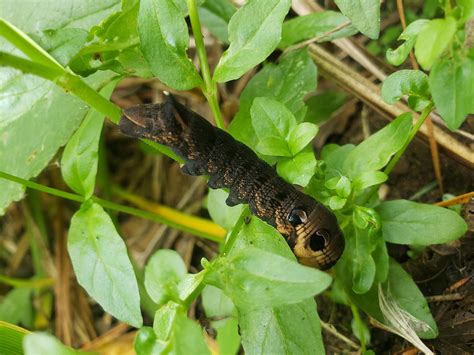 Elephant hawk moth caterpillar hiding in the weeds : r/GardeningUK