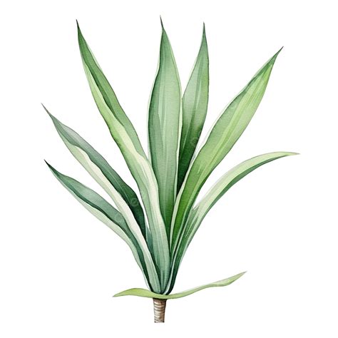 Foxtail Agave Tropical Plant Watercolor Illustration Botanical Plant