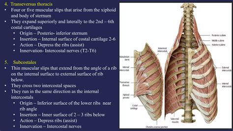 Anatomy of thorax | PPT