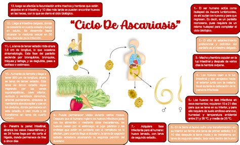 Ciclo De Ascariasis Parasitología L “ciclo De Ascariasis” 9 Penetra La Pared Intestinal