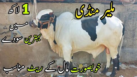 Malir Mandi Karachi Cattle Rates Update October Cow Mandi