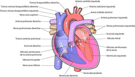 Esquema del corazón ¡Fotos & Guía 2021!