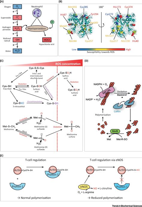 Protein Post Translational Modification Ppt Post Translational