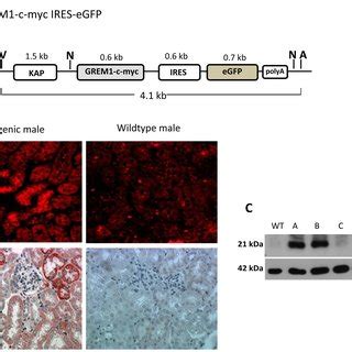 Generation And Validation Of Transgenic Mice With Specific Tubular