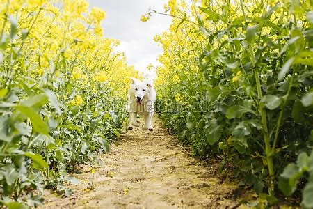 Wei Er Schweizer Sch Ferhund L Uft An Sonnigem Tag Lizenzfreies Bild