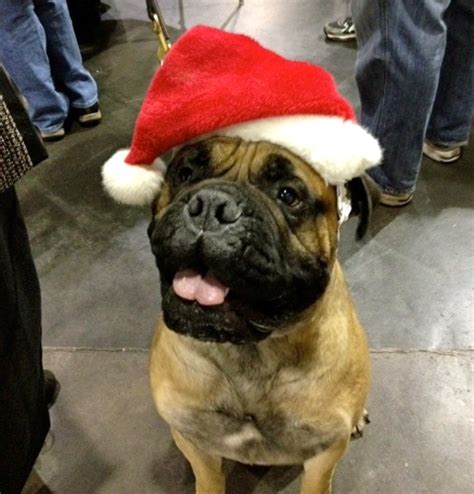 To Dog With Love: Dogs in Christmas Hats!