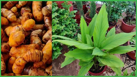 Growing Turmeric Or Curcuma Longa Haldi In Containers