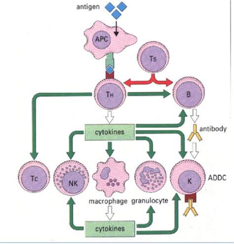 Exam Cell Mediated Immunity Flashcards Quizlet