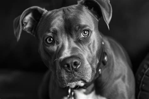 Premium Photo Portrait Of A Pit Bull Dog