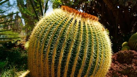 Golden Barrel Cactus Care A Growers Guide