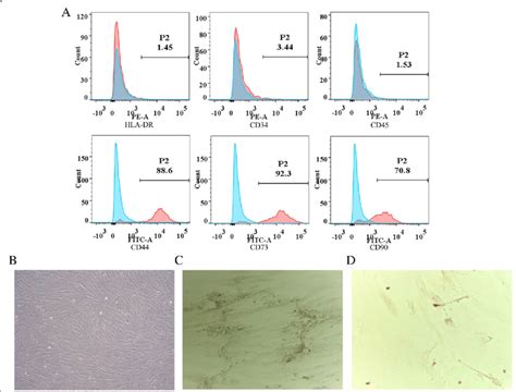 Cell Phenotype And Differentiation Characterization In Humscs Cell Download Scientific Diagram