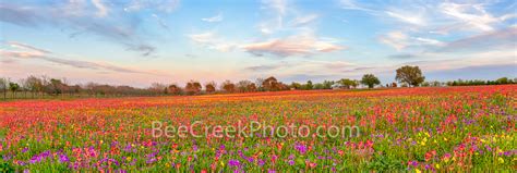 Colorful Wildflowers Panorama 2