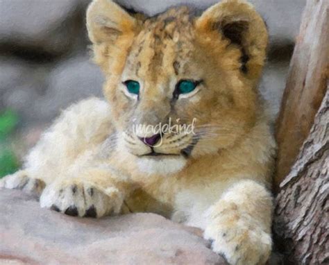 Cute White Lion Cubs With Blue Eyes