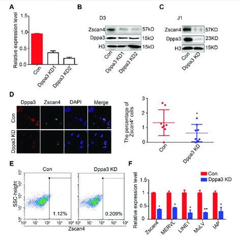 Overexpression Of Dppa Activates A C Like Gene Expression A