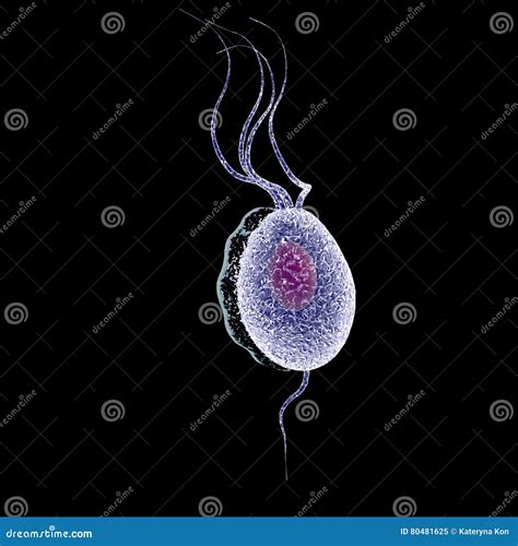 Trichomonas Vaginalis Illustration Stock Illustration Illustration Of Parasite Condom 80481625