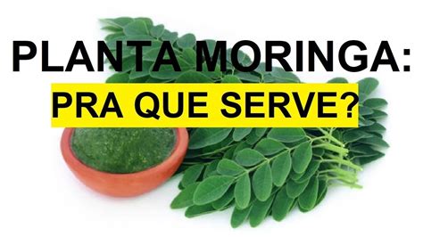 Planta Moringa Para Que Serve Benef Cios Youtube