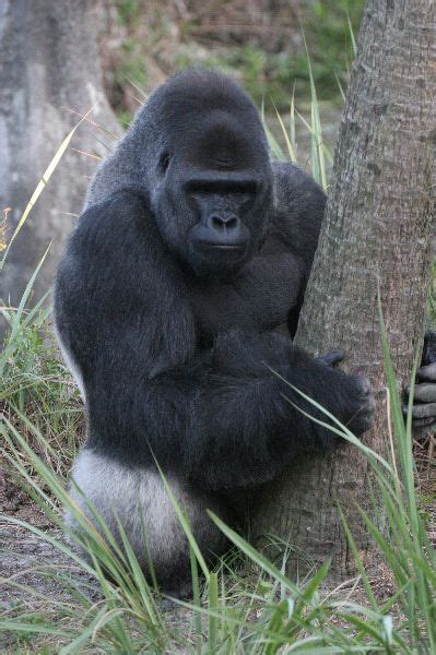 Amazing Silverback Gorilla Gorilla Facts And Information Silverback