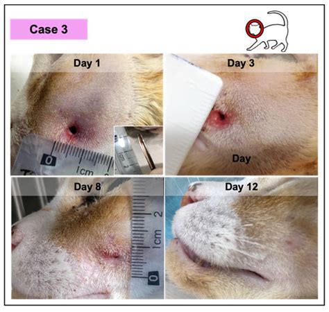 Canine Origin Platelet Rich Fibrin As An Effective Biomaterial For