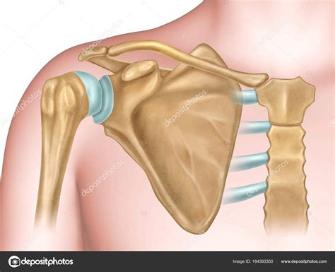 Human Shoulder Bone Structure