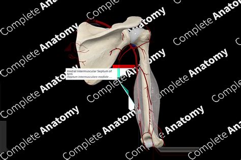 Medial Intermuscular Septum of Arm | Complete Anatomy