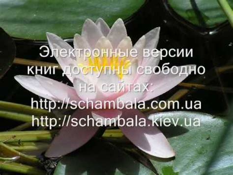 Анастасия Новых - Афоризмы из книги "Сэнсэй" - YouTube