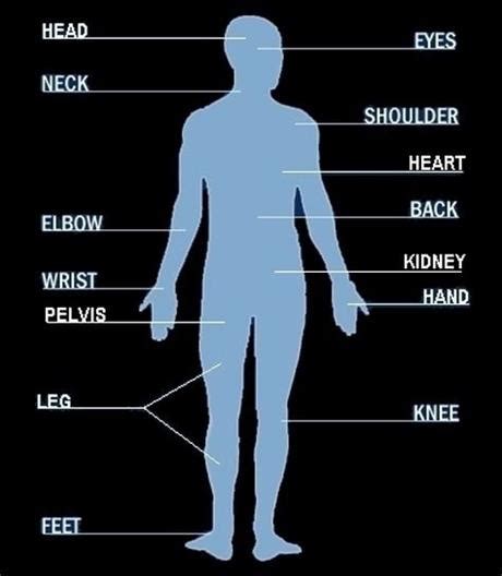 Male Human Body Parts Name With Picture Body Parts English Human