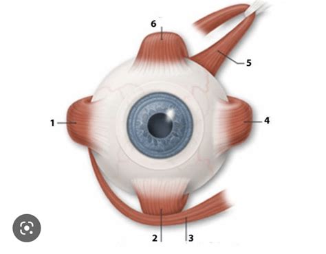 muscle of eye Diagram | Quizlet