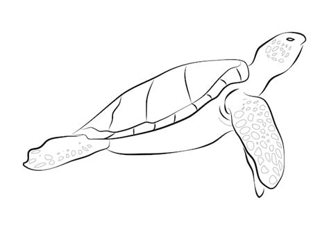 Premium Vector Graphic Sea Turtlevector Illustration Of Sea