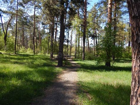 A Walk On A Hot Summer Day In The Forest Stock Image Image Of Travel Nature 114217589
