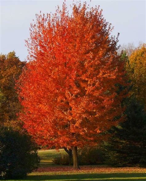 Autumn Blaze Maple Tree