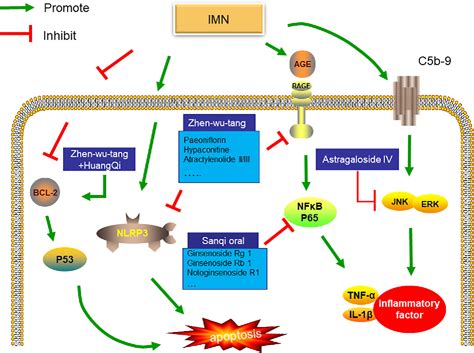 Figure 1 From How Does Herbal Medicine Treat Idiopathic Membranous Nephropathy Semantic Scholar