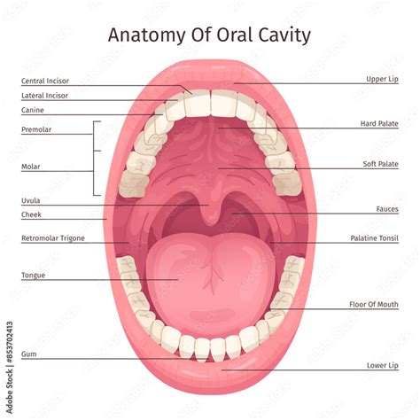 Oral cavity infographic. Human mouth inside parts structure anatomy ...