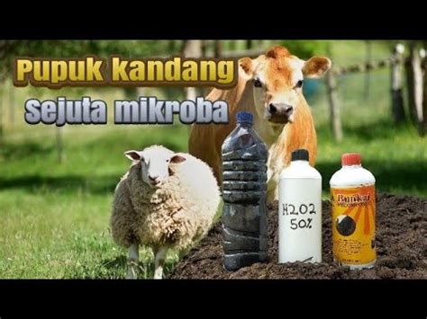 Proses Dekomposisi Fermentasi Kohe Sapi Dan Kohe Kambing YouTube