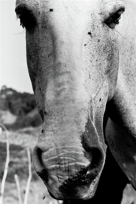 Horse Face Photograph By Celso Diniz Fine Art America