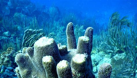 Hurricanes Sandblasted These Caribbean Coral Reefs Futurity