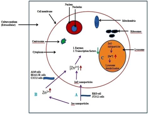 Generalized Mechanism Of Zno Nanoparticle Toxicity In Cells Modified