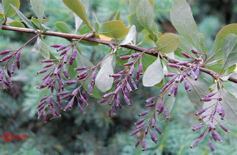Berberis vulgaris - Изображение особи - Плантариум