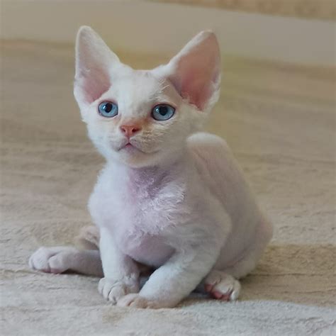 Welcome | Healthy Devon Rex Cattery For Sale | declandevonrexkittens.com