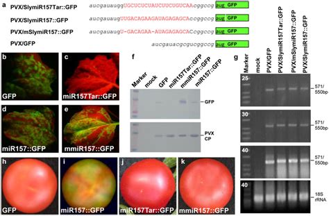 RNA Target GFP Reporter Expression Assay A PVX Based MiRNA Target