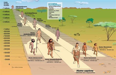 Infographie Lévolution de lespèce humaine à travers les âges