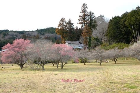 彩の風に誘われて 飯能市の風景2024年2月連休のチャリ散歩＃3