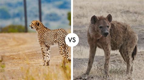 Cheetah VS Hyena: Battle of the Savanna Predators - Hypothetical Animal Battles