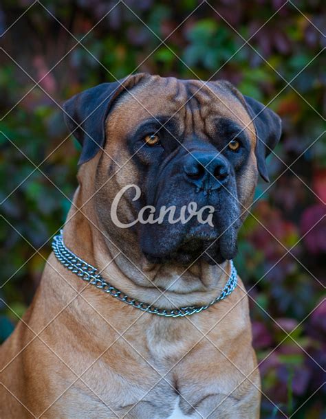 South African Mastiff - Photos by Canva