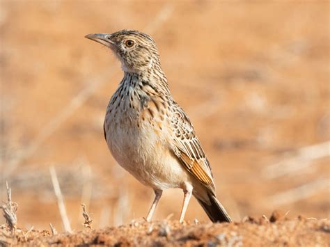 Nyabarongo River Wetlands Bird Checklist Rwanda Birding Tours